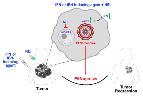 illustration of an IFN inducing agent +NEI