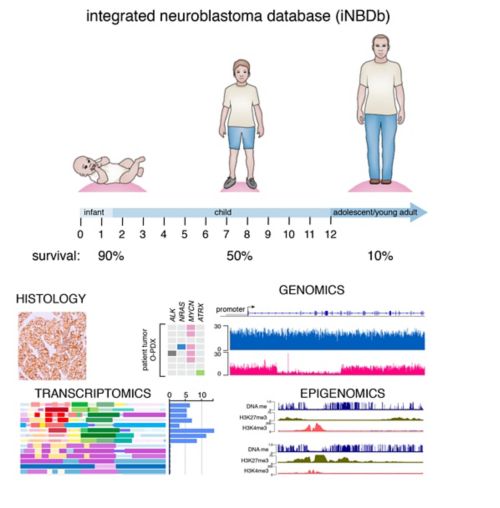 graphic illustration of integrated neuroblastoma database