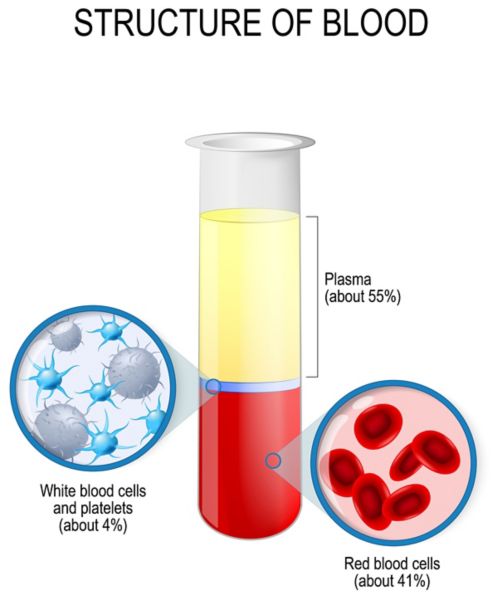 Gráfico que mostra a estrutura do sangue com glóbulos vermelhos no fundo a 41%, glóbulos brancos no meio que compõem cerca de 4% e plasma no topo a 55%