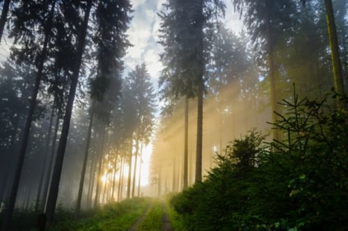 Sunbeam shining through forest