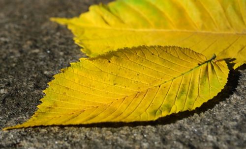 A yellow leaf