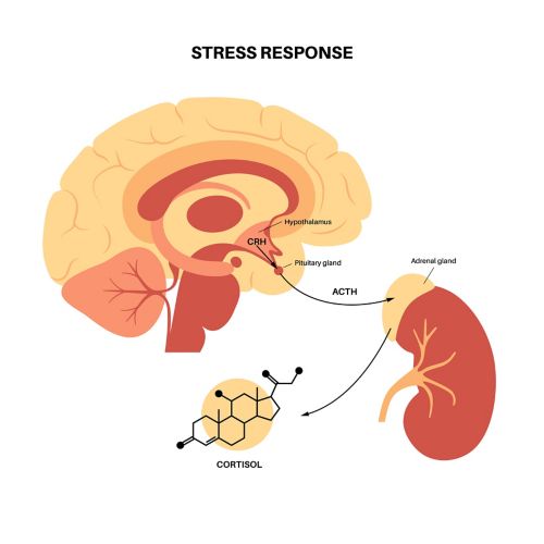Illustration of the brain's stress response showing the hypothalamus, pituitary gland, adrenal gland, and cortisol