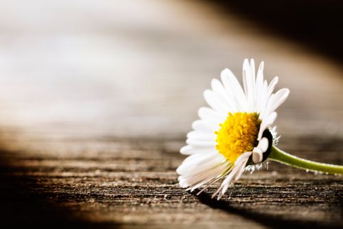 A white daisy