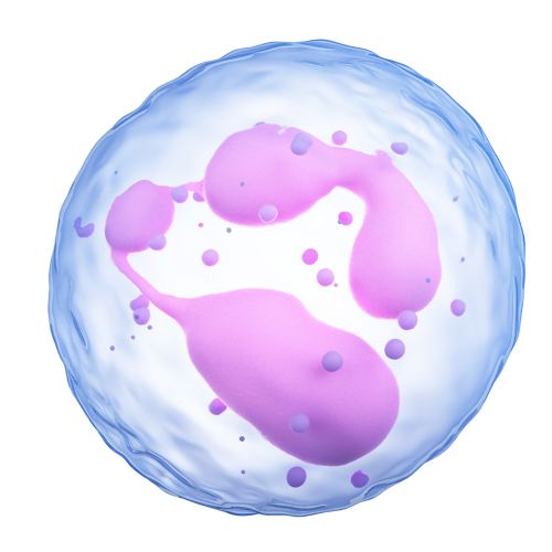 Neutrophils (နျူထရိုဖီးလ်)