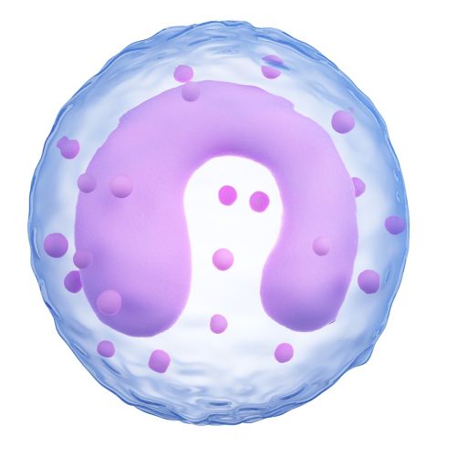 monocyte (မိုနိုဆိုက်)