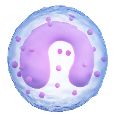 monocyte