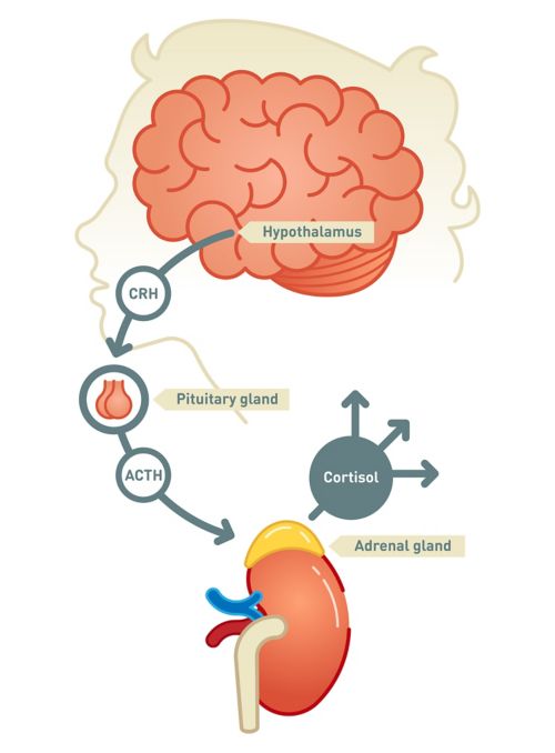 Illustration of cortisol going through hypothalamus, pituitary gland, and adrenal gland