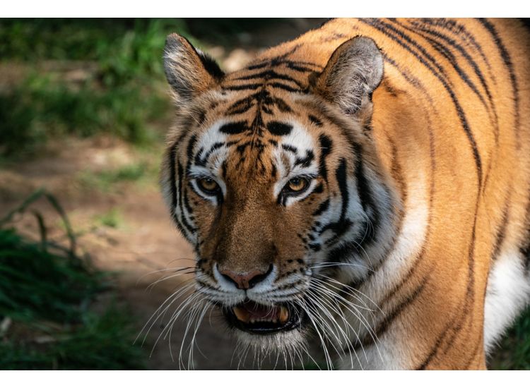 Stock photo of tiger