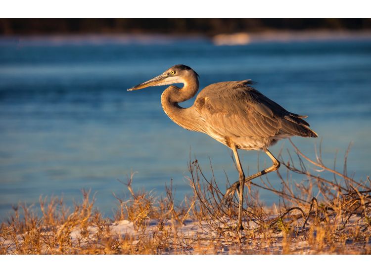 Blue heron standing on beach in front of ocean