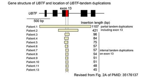 graph showing UBTF gene structure