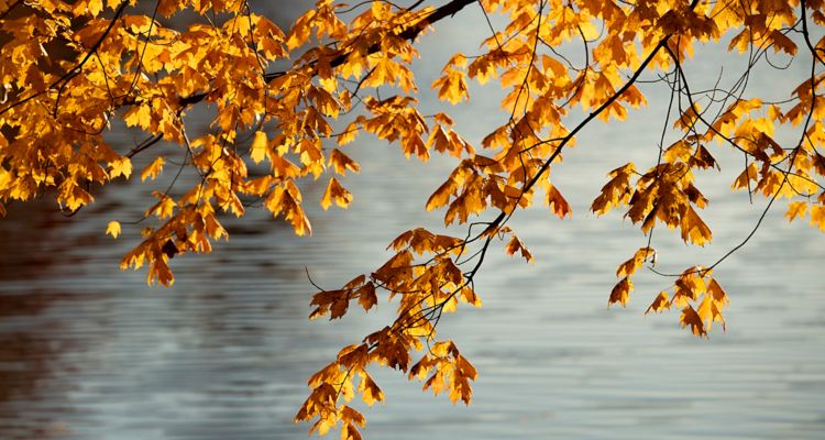 Sun shining through orange autumn leaves on a branch above a body of water.