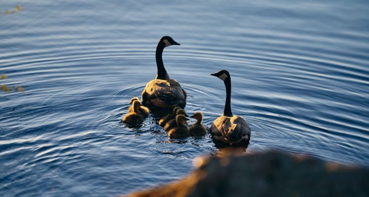 photos of ducks entering lake