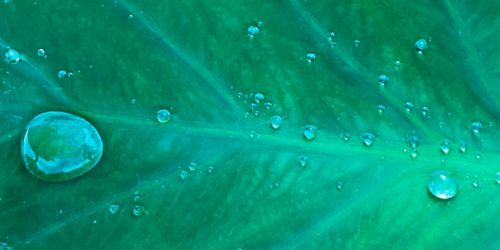 Leaf with water droplets