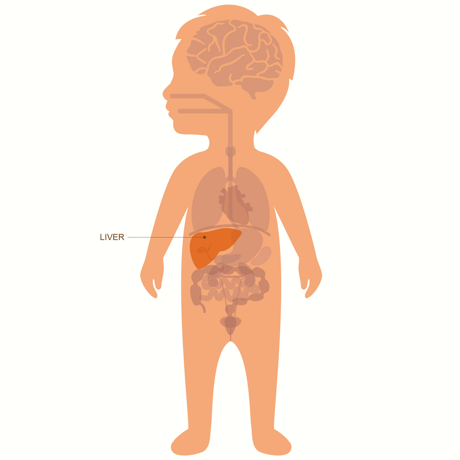 На изображении маленького ребенка выделена и обозначена на схеме органов печень