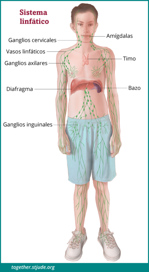 Esta imagen muestra un niño con los órganos del sistema linfático etiquetados: ganglios cervicales, vasos linfáticos, ganglios axilares, ganglios inguinales, bazo, timo y amígdalas.