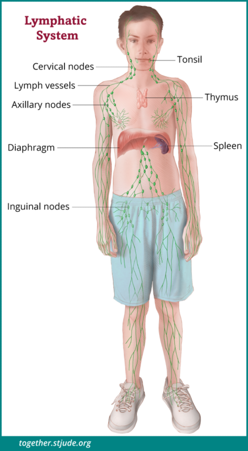 This illustration shows a boy with organs of the lymphatic system labeled: Cervical nodes, lymph vessels, axillary nodes, inguinal nodes, spleen, thymus, and tonsils. 