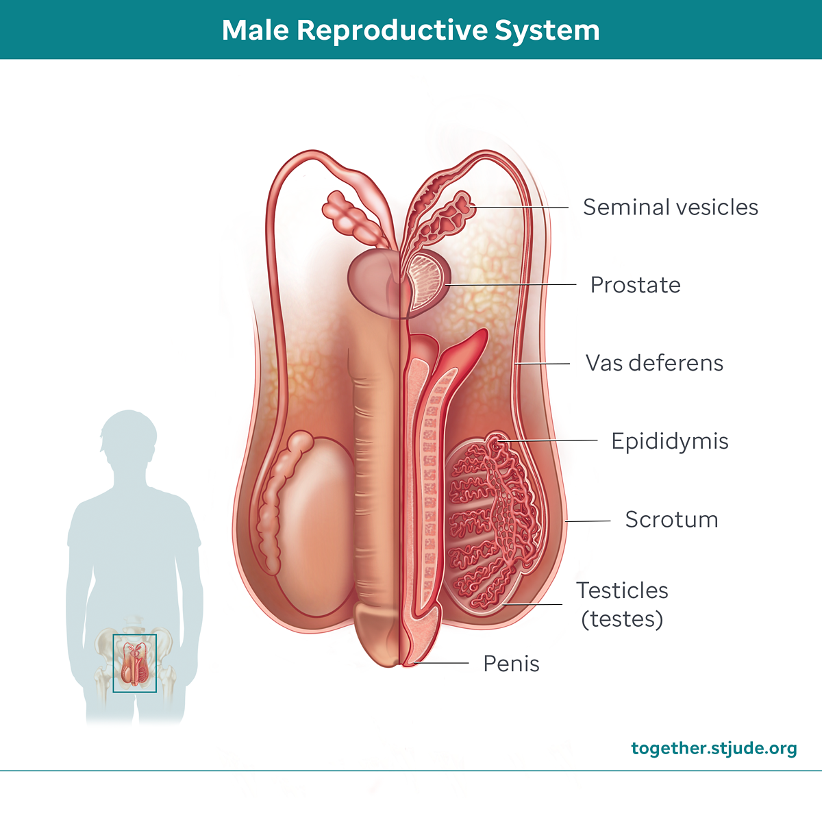 Understanding My Fertility: A Guide for Males - Together by St. Jude™, image size:1200x1200
