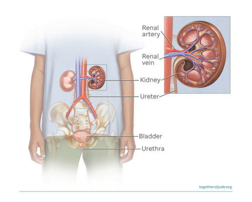 Diagram of a healthy kidney