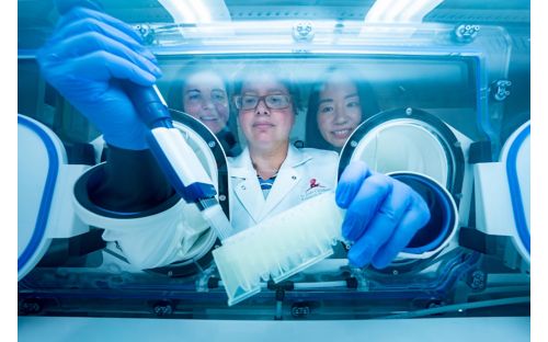 Gabriela Maron, Ellie Margolis and Li Tang at an anerobic hood