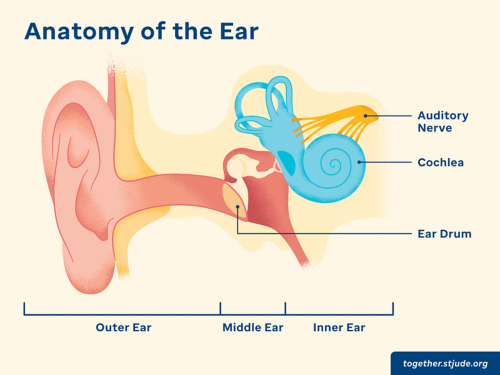 Simple depiction of inner, middle, outer ear