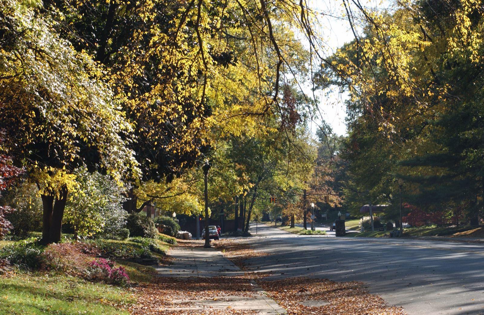 Photo of a residential street in Midtown Memphis