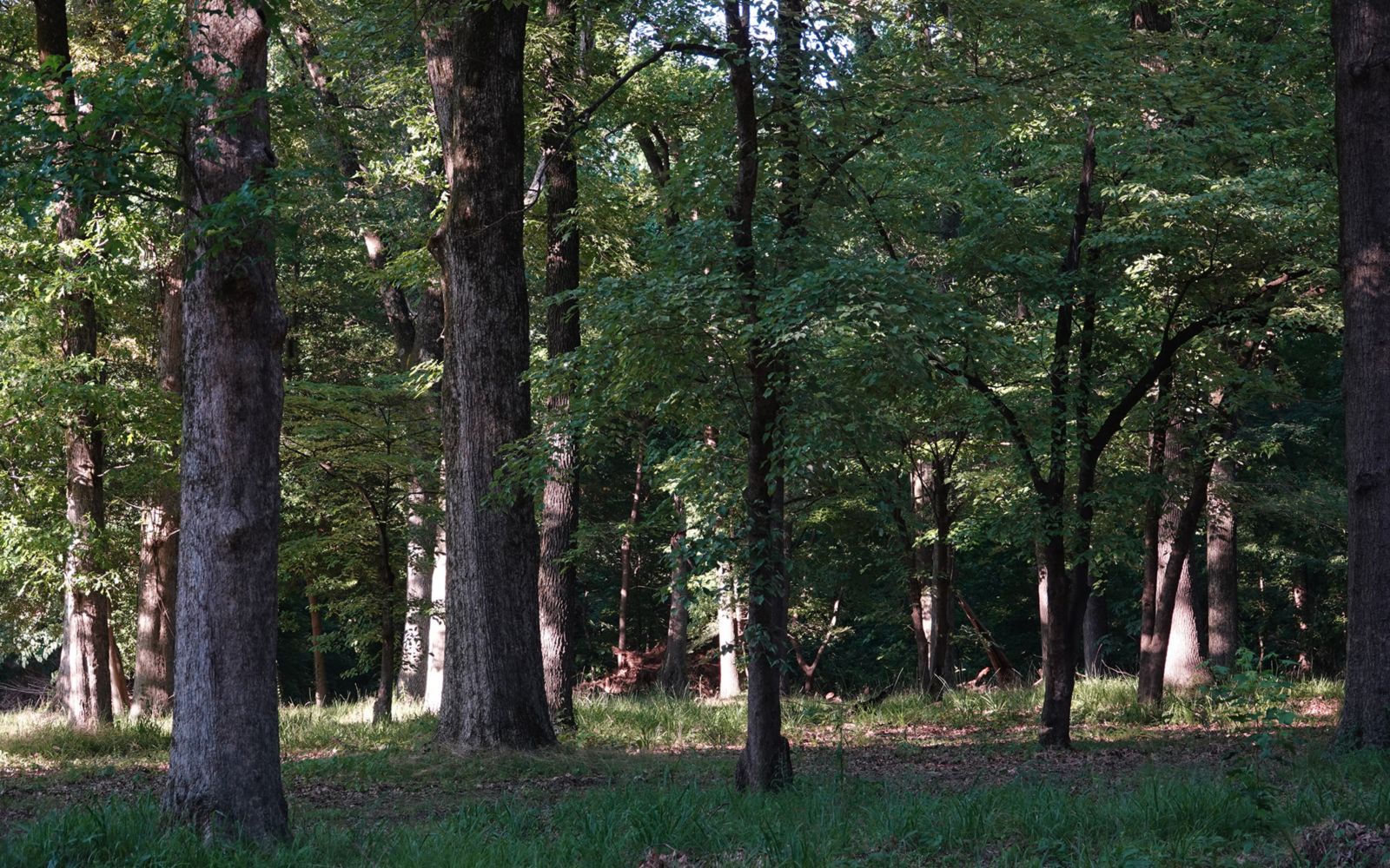 photo of woods in park