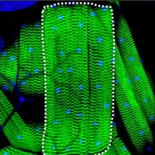 fluorescent microscopy of muscle