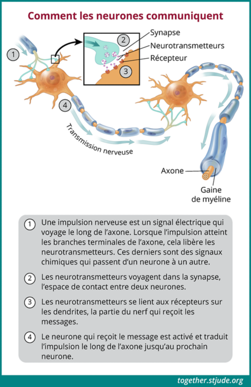 Les neurones communiquent par des impulsions nerveuses ou des signaux électriques qui passent d'un neurone à l'autre.