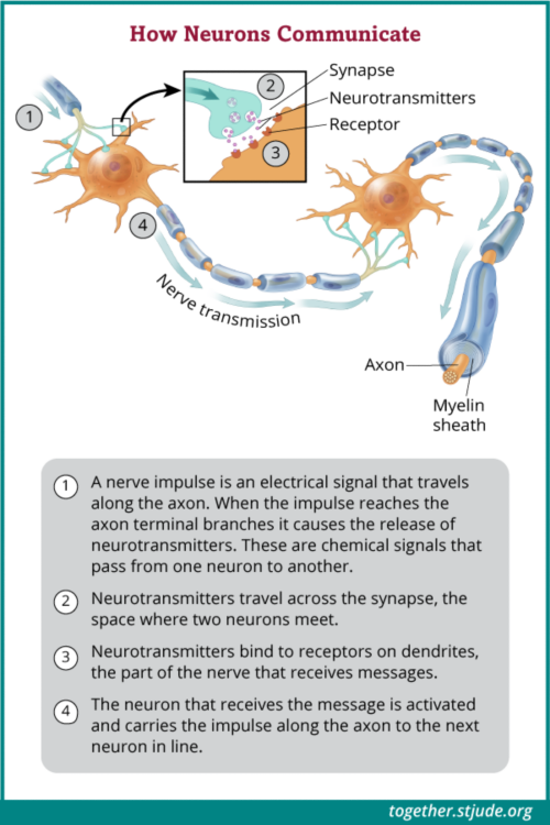 Os neurônios se comunicam através de impulsos nervosos, ou sinais elétricos, que passam de um neurônio para outro.