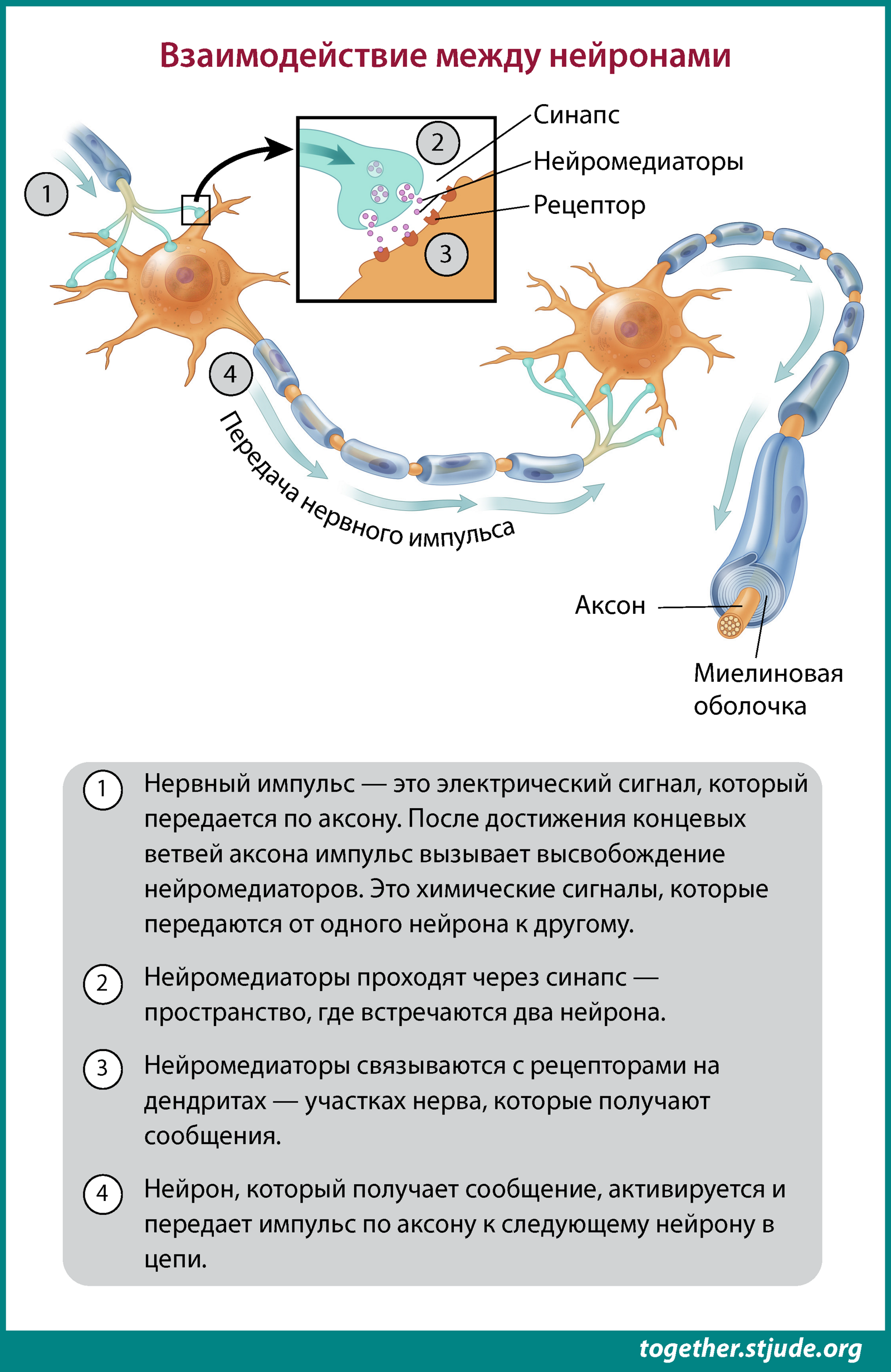 Нейроны обмениваются информацией друг с другом с помощью нервных импульсов — электрических сигналов, передающихся от одного нейрона к другому.