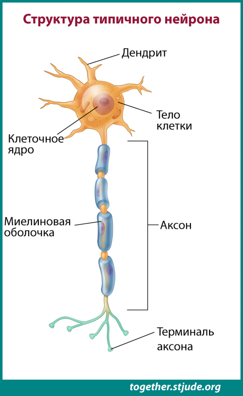 Взаимосвязь между нейронами. Строение нейрона. Строение нейрона неврология. За что отвечают Нейроны.