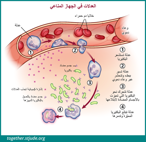 لا تنجح الدم في على الجراثيم البيضاء عندما كريات القضاء عندما لاتنجح