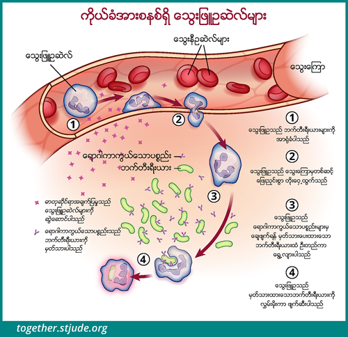 ဤသရုပ်ဖော်ပုံတွင် နျူထရိုဖီးလ်ဆဲလ်များက ဘက်တီးရီးယားကို ခြေရာခံလိုက်ပြီး သွေးကြောထဲမှတိုးထွက်ကာ ရောဂါပိုးဝင်နေသည့်နေရာသို့ ရောက်သွားပြီးနောက် အမှတ်အသားပြုထားသော ဘက်တီးရီးယားအား သုတ်သင်လိုက်သည်။