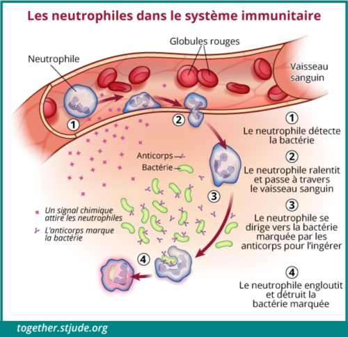 Sur cette illustration, les cellules neutrophiles détectent les bactéries, traversent le vaisseau sanguin jusqu'au site d'infection et détruisent les bactéries repérées.