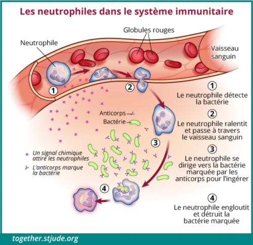 Immunité, maladie et infection - Ensemble by St. Jude