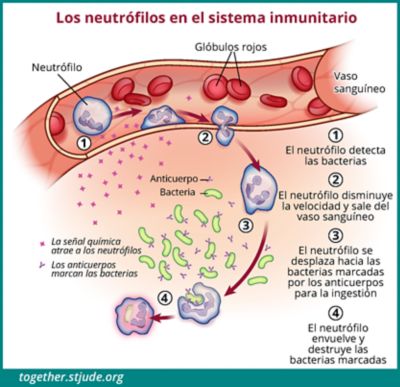 La Inmunidad, La Enfermedad Y La Infección - Juntos By St. Jude