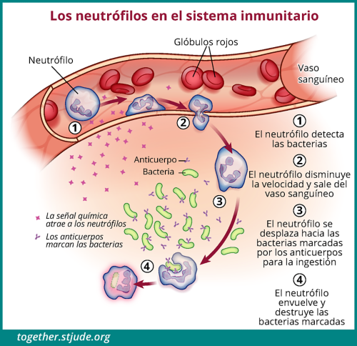 La Inmunidad La Enfermedad Y La Infeccion - Juntos