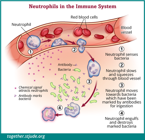 Absolute Neutrophil Count Anc And Neutropenia Together