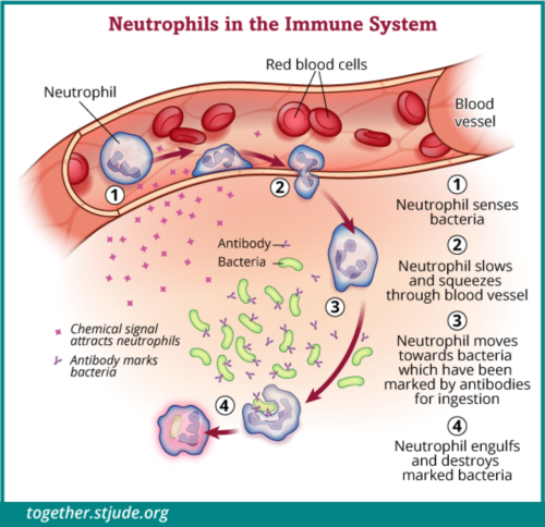 In this illustration neutrophil cells sense bacteria, squeeze through the blood vessel to the site of infection, and destroy the marked bacteria.