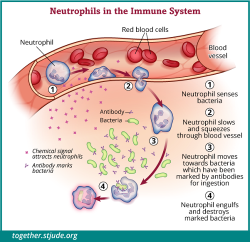 Ilustracja przedstawiająca komórki neutrofili, które wykrywają bakterie, przedostają się przez ścianę naczynia krwionośnego do miejsca zakażenia i niszczą bakterie oznaczone do wyeliminowania.