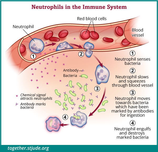 इस चित्रण में न्यूट्रोफ़िल कोशिकाएं कीटाणुओं को पहचान कर, रक्त वाहिकाओं में घुसकर संक्रमण के स्थान पर जाती हैं और चिह्नित कीटाणु को नष्ट करती हैं।