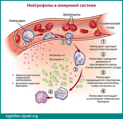 Что значит нейтрофилы абсолютные