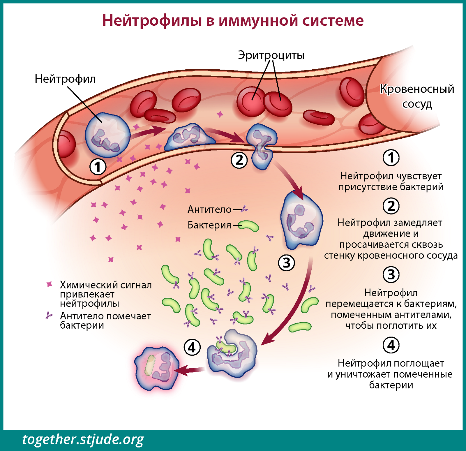 Нейтрофилы в иммунной системе. Болезни иммунных комплексов. Нейтрофилы низкие. Типы нейтрофилов.