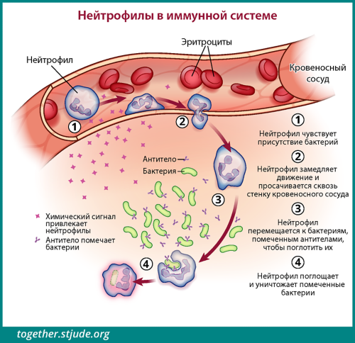 Клетки крови которые пожирают микробов как они называются