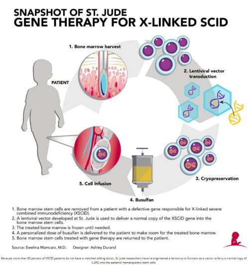 Graphic showing new treatment for XSCID