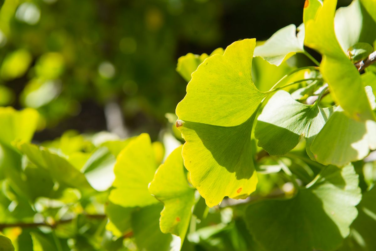 Gingko tree at Overton Park