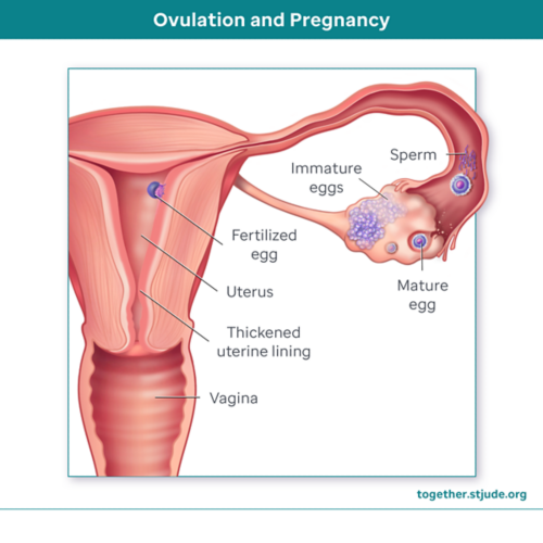 ovulation and pregnancy