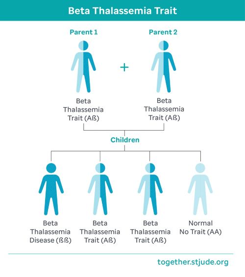 Graphic showing parent traits with both paents carrying the beta thalassemia trait results in a 25% chance of having a child with beta thalassemia disease, a 50% chance of having a child with the beta thalassemia trait, and a 25% chance of having a child without the trait or disease