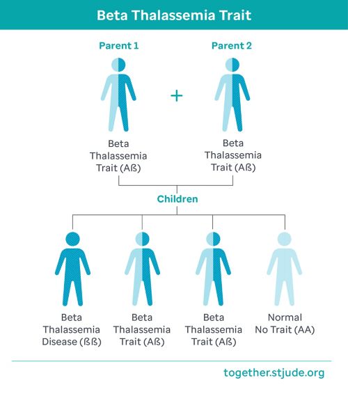Gráfico que muestra los rasgos de los padres con ambos padres portadores del rasgo de beta talasemia y da como resultado un 25 % de probabilidades de tener un(a) hijo(a) con enfermedad de beta talasemia, un 50 % de probabilidades de tener un(a) hijo(a) con el rasgo de beta talasemia y un 25 % de probabilidades de tener un(a) hijo(a) sin el rasgo o la enfermedad