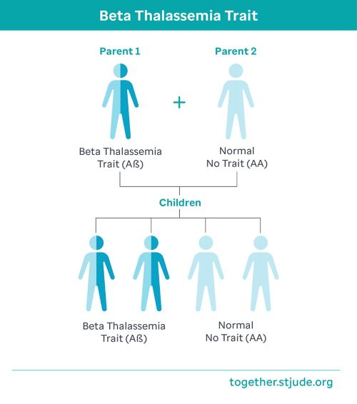 Graphic showing parent traits with one parent carrying the beta thalassemia trait and the second parent having no traits. This results in a 1 in 2 chance of having a child with the beta thalassemia trait or a 1 in 2 chance of having a child without it.
